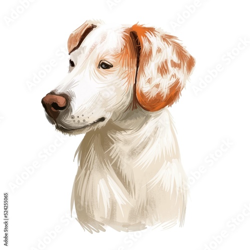 Istrian Short-haired Hound, Istarski Kratkodlaki Gonic dog digital art illustration isolated on white background. Croatia origin scenthound dog. Pet hand drawn portrait. Graphic clip art for web print photo