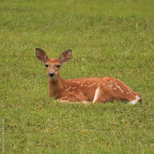 Darling Fawn Baby Deer with Spots at Benezette PA