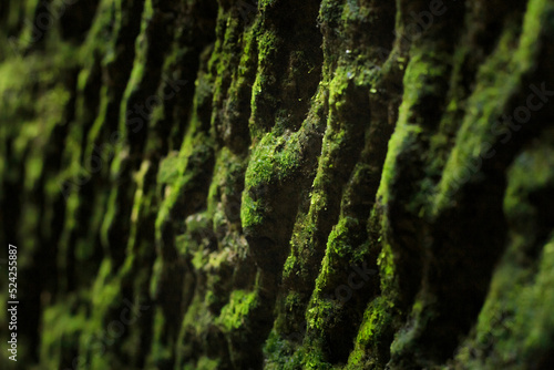 Close-up view of a rock covered with moss, selective focus, Saxon Switzerland, Germany