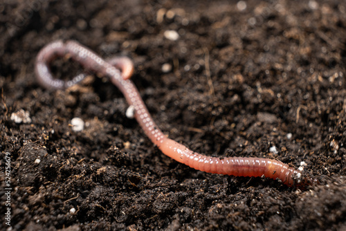 Big beautiful earthworm in the black soil, close-up. photo
