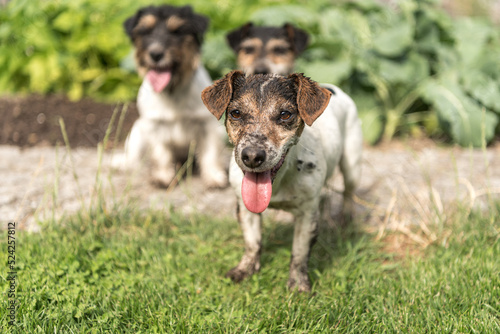 Photography Group of happy dirty small Jack Russell Terrier dogs after walk.