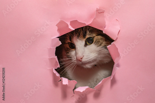 Photography Sad cat looking thru torn pink paper hole,