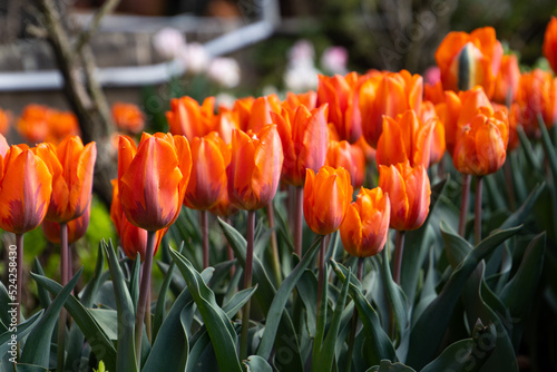 Side view of orange or coral colored tulips