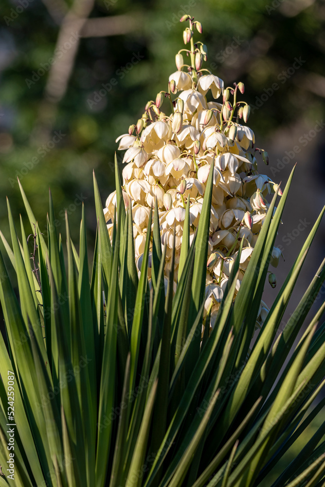 Yucca gigantea (Yucca elephantipes, Yucca guatemalensis) is a yucca