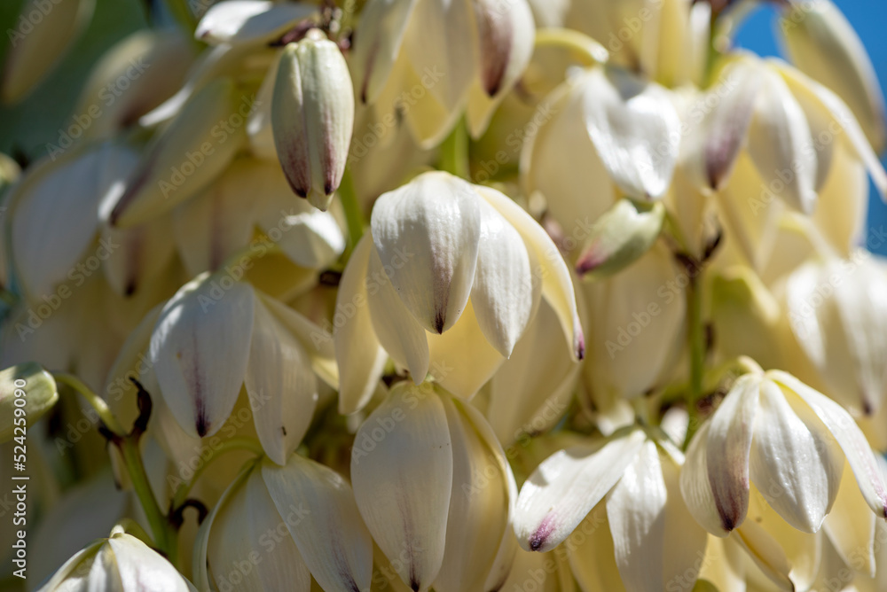 Obraz premium Yucca gigantea (Yucca elephantipes, Yucca guatemalensis) is a yucca species that is native to Israel.