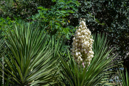 Yucca gigantea (Yucca elephantipes, Yucca guatemalensis) is a yucca species that is native to Israel.