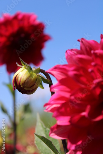 dalia kwiat © Magorzata