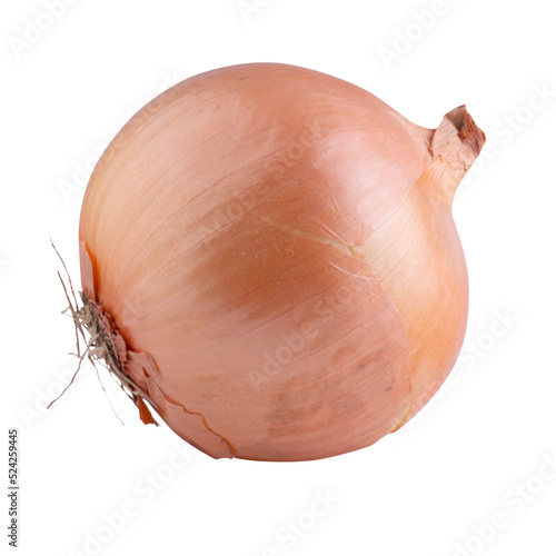 Fresh onion bulbs isolated on alpha background. photo