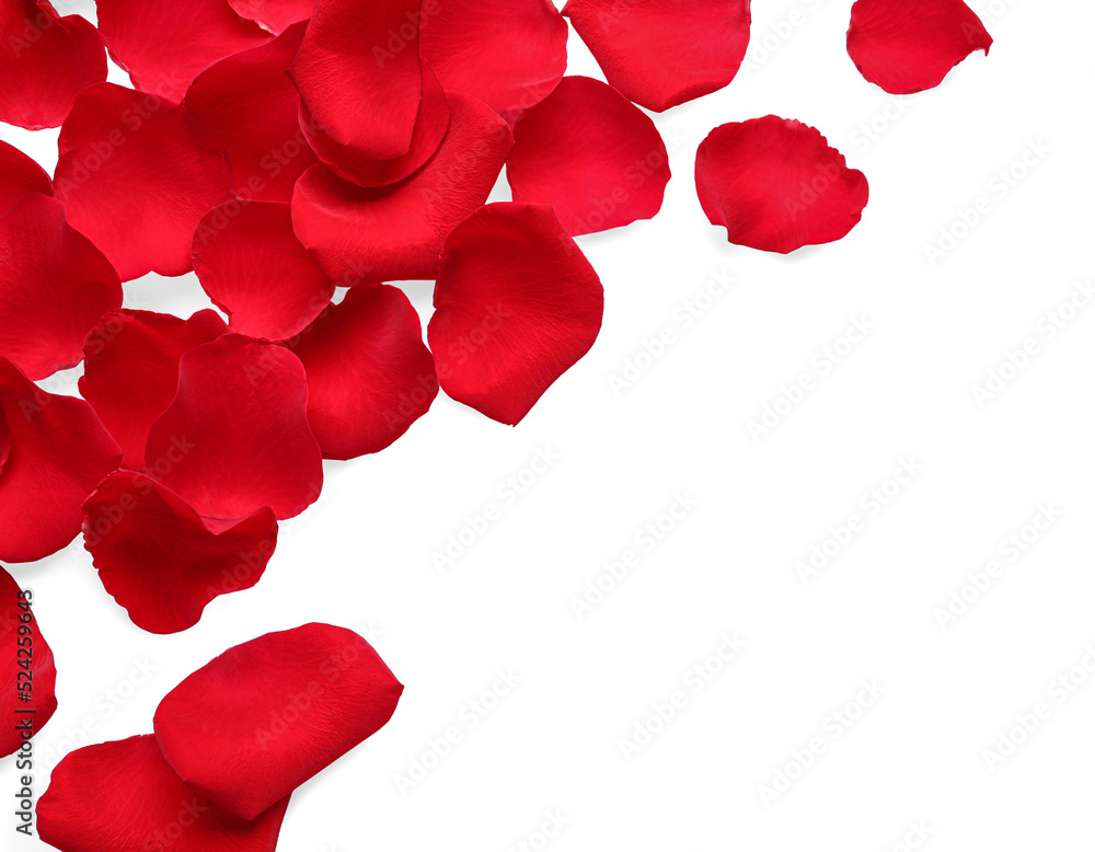 Many red rose petals on white background, top view Many red rose petals on white background, top view