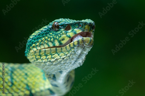 Photo close up of a bornean keeled green pit viper snake  Tropidolaemus subannulatus w