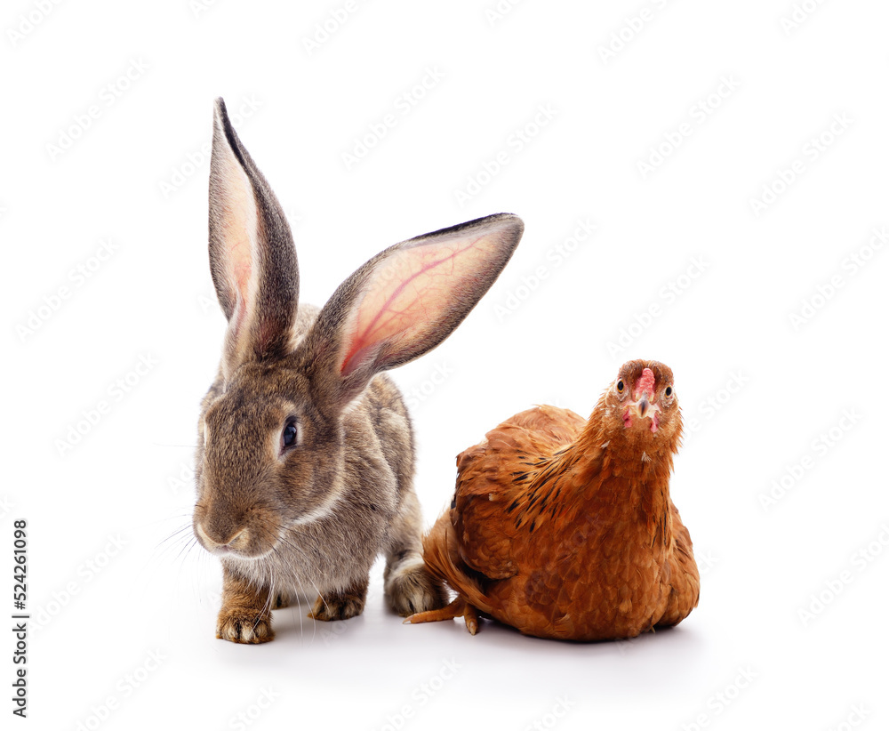 Fototapeta premium Calm gray rabbit and interested chicken.