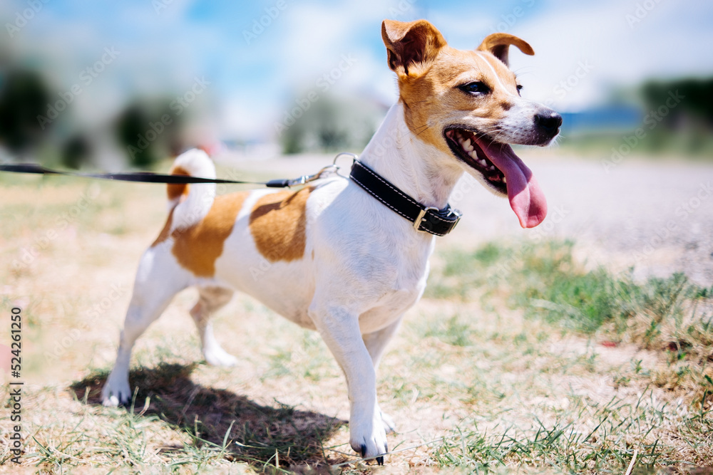 Charming pet dog is a beautiful Jack Russell Terrier