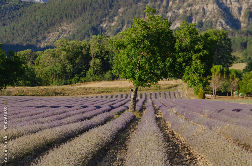champ de lavande en fleurs dans la Drôme en France à Die en été