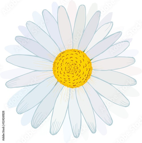 Fényképezés Chamomile flower isolated, vector illustration