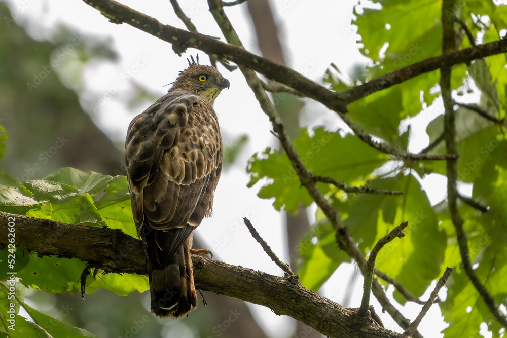 changeable hawk-eagle or crested hawk-eagle (Nisaetus cirrhatus) changeable hawk-eagle or crested hawk-eagle (Nisaetus cirrhatus)