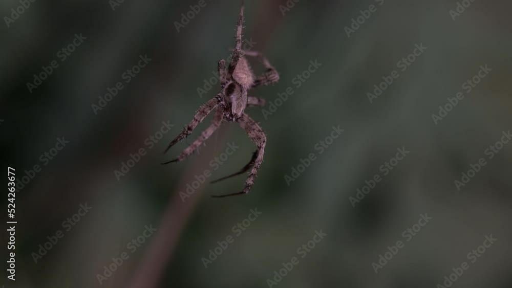 Spider at Night