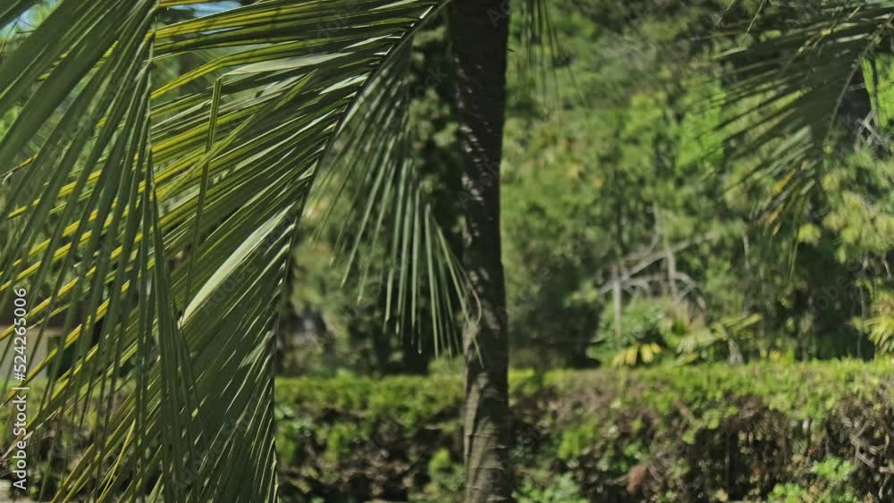 A beautiful green palm tree A beautiful green palm tree