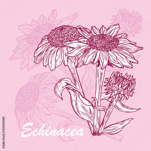 Summer Flowers. Medicinal plants Set. Echinacea Purpurea Flowers. Eastern Purple Coneflower. Alternative medicine. Biological additives are. Traditional herbal therapy. Vector illustration