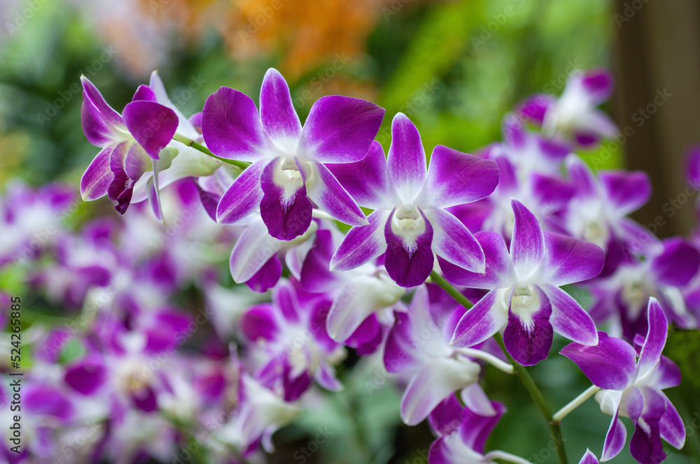 Blooming pink Dendrobium orchids in the tropical garden.