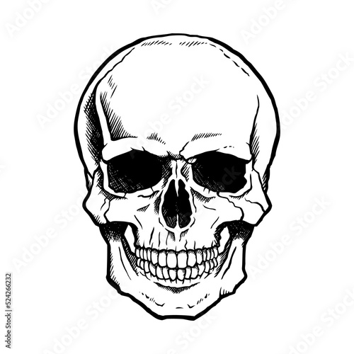 Black and white human skull. Transparent background.