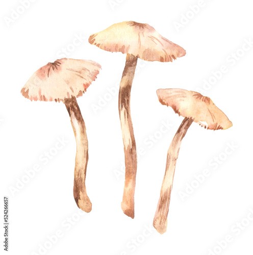 birch mushroom painted in watercolor on a white background. Edible brown mushroom growing among birch trees layout for postcards, stickers, menus