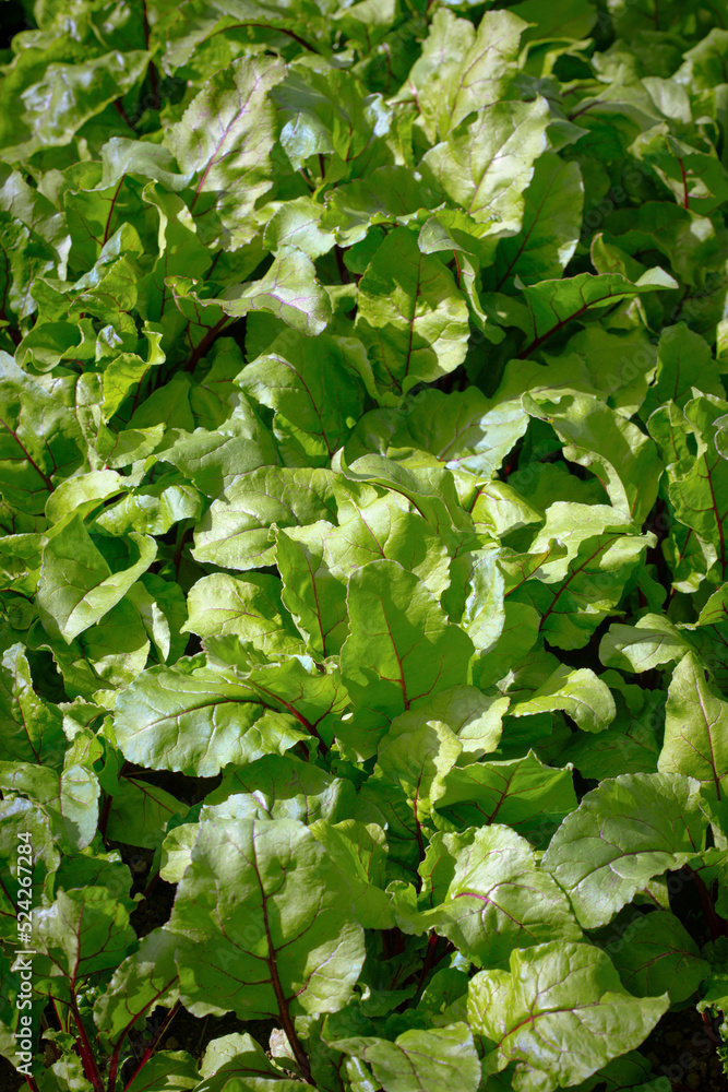Fresh green beetroot leaves as background Fresh green beetroot leaves as background