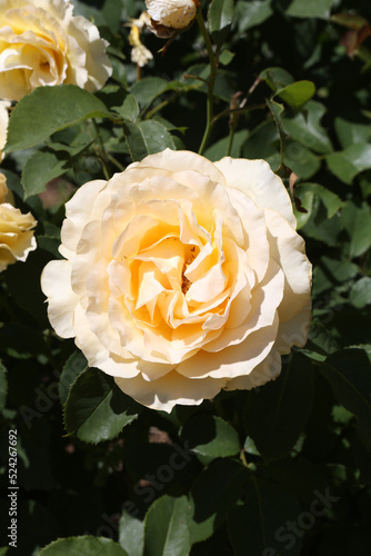 Yellow roses (grade Sophia Renaissance (Solo Mio), Poulsen Roser A S, 1989), in Moscow garden. Buds, inflorescence of flower. Summer nature. Roses blooming. Yellow flowers, rose blossom, bloom photo