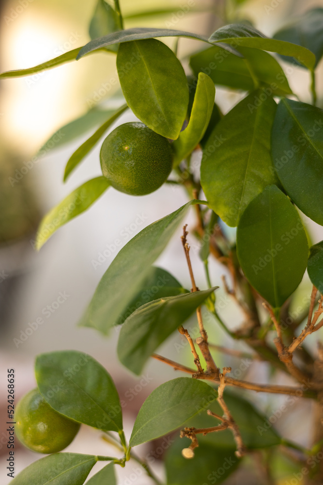 close up view of a fresh ripe green tangerines on a branch with a blurred background.