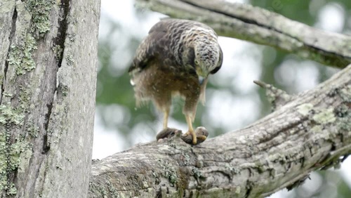 Crested serpent eagle (Spilornis cheela) with a snake skill photo