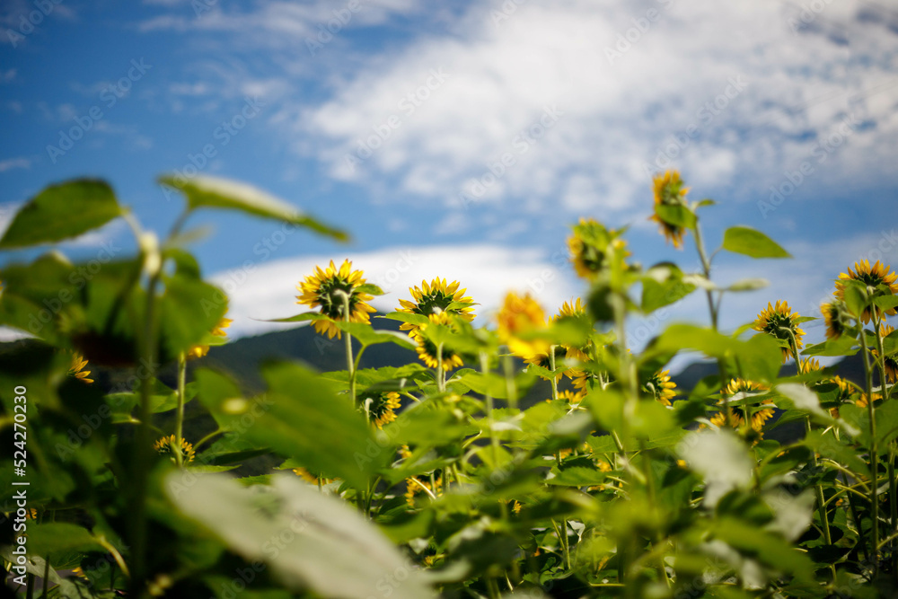 It is summer in Japan, and sunflowers are in bloom in blue sky.