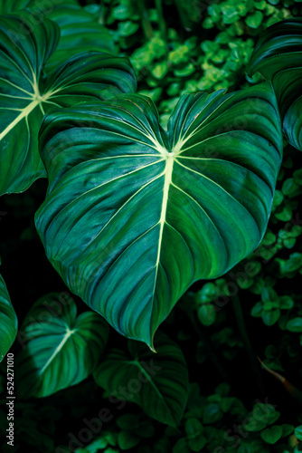 Philodendron plant growing in a wild. Dark green leaf with white veins  heart shape.
