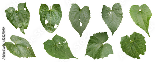 set of leaves on a white background
