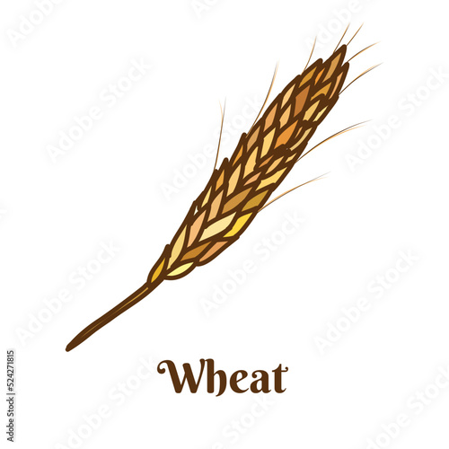 Hand drawn vector illustration of ears of wheat isolated on white background.