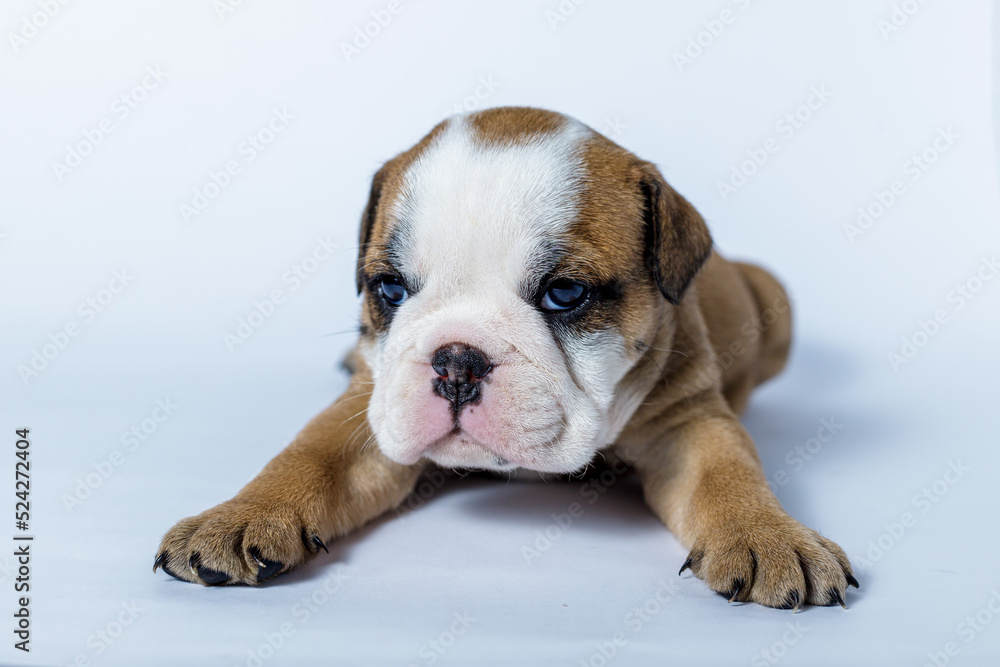Filhotes de Bulldog Inglês em fundo Branco
Filhotes de Bulldog Inglês em fundo Branco