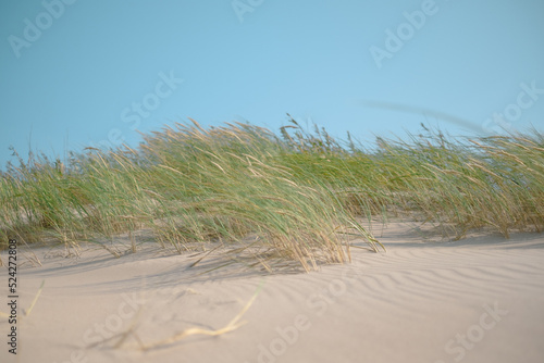 Picturesque landscape with dunes, green grass and clear blue sky in background. Excellent image for postcards. Place for your text. 