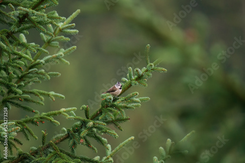 a crested tit, lophophanes cristatus, perched on the twig from a spruce at a summer day