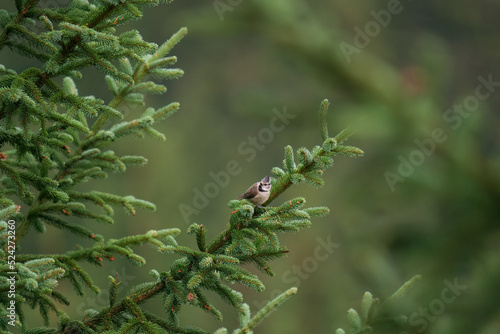 a crested tit, lophophanes cristatus, perched on the twig from a spruce at a summer day