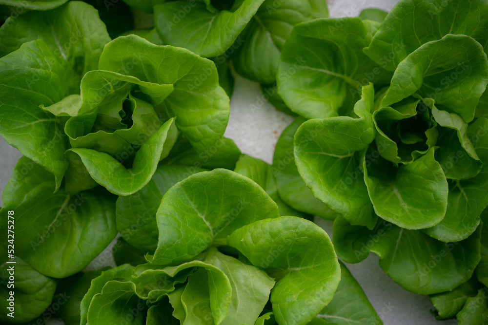 Top view of butter head lettuce in the hydroponics organic vegetable plot. Top view of butter head lettuce in the hydroponics organic vegetable plot.