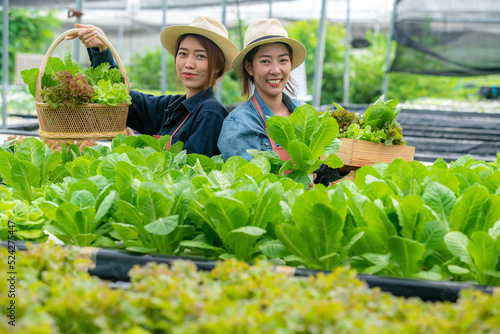 Two female gardeners holding a wooden woven basket in thier organic vegetable garden with care which have frillice Iceberg, green cos, green oak, red oak and green cos lettuce inside the basket.