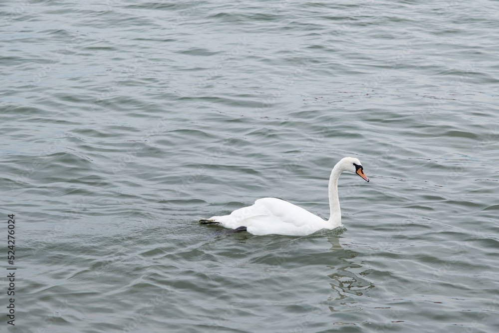 Swan on the water