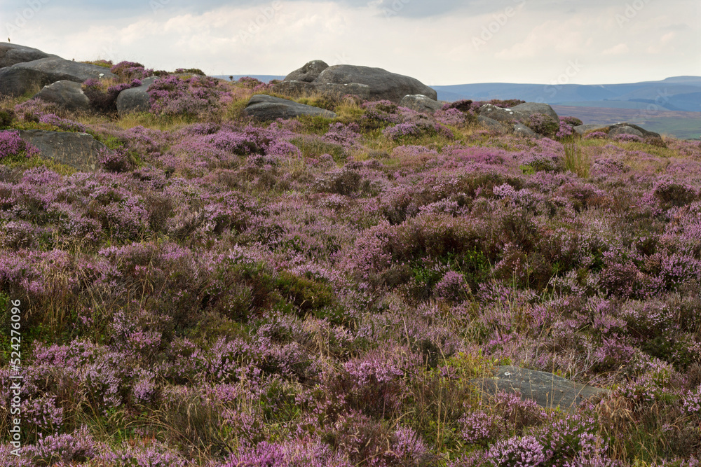 Heather in the Peak district