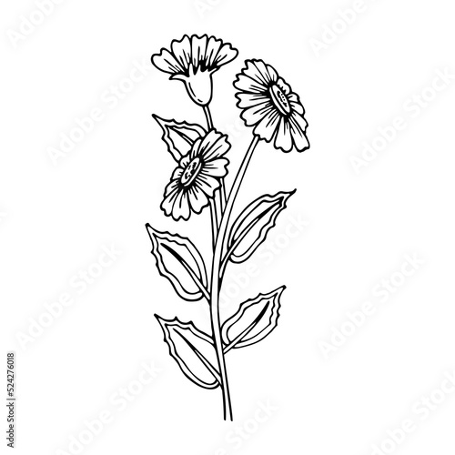 Coloring book daisy flower branch. Garden flowering plant. Hand drawn vector line art. Coloring page for children and adults.