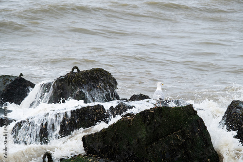 Seagull on rock