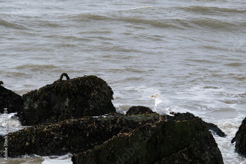 Seagull on the rocks
