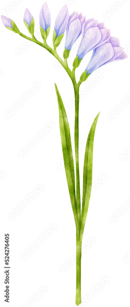 Fototapeta premium Purple freesia flowers watercolor illustration