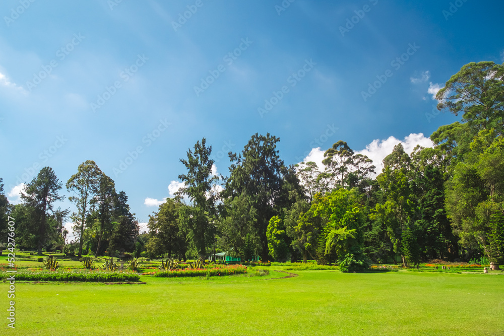 Beautiful sunny morning in public park with green grass field and fresh tree forest. Amazing natural landscape of vibrant fresh meadow and clear blue sky. Beautiful nature. Natural summer background.