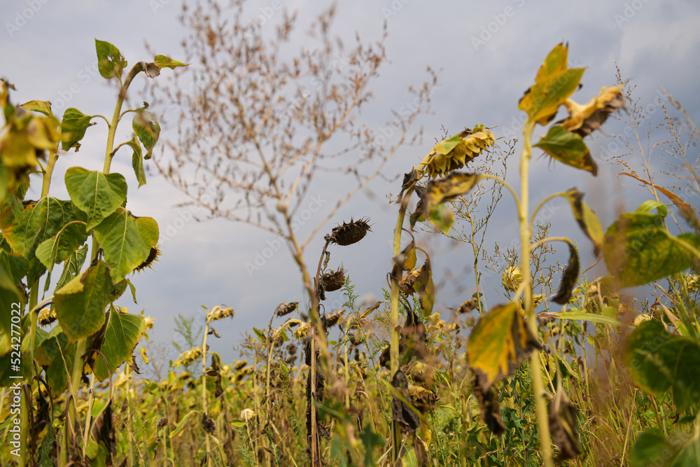 Vey warm and drought summer. Dryness weather. A sunflower field is completely dry because the lack of rain in a not irrigated farm. Agriculture and farming industry.