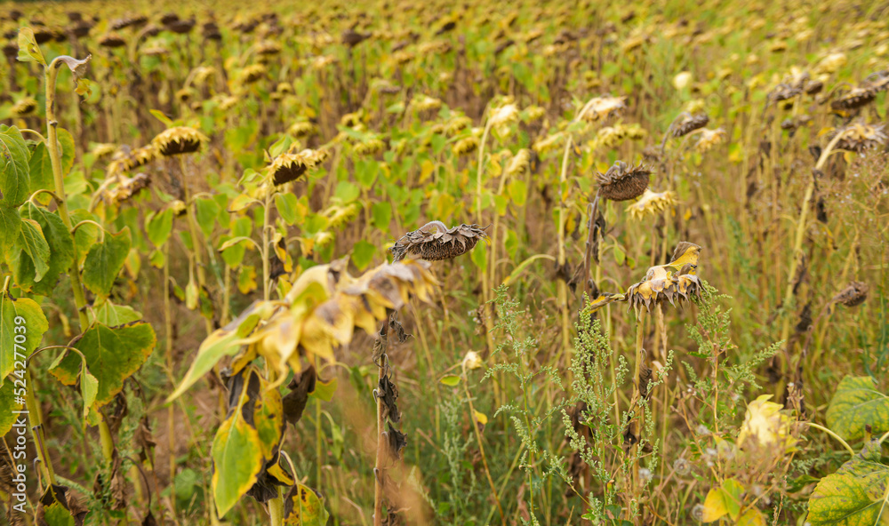 Vey warm and drought summer. Dryness weather. A sunflower field is completely dry because the lack of rain in a not irrigated farm. Agriculture and farming industry. Vey warm and drought summer. Dryness weather. A sunflower field is completely dry because the lack of rain in a not irrigated farm. Agriculture and farming industry.