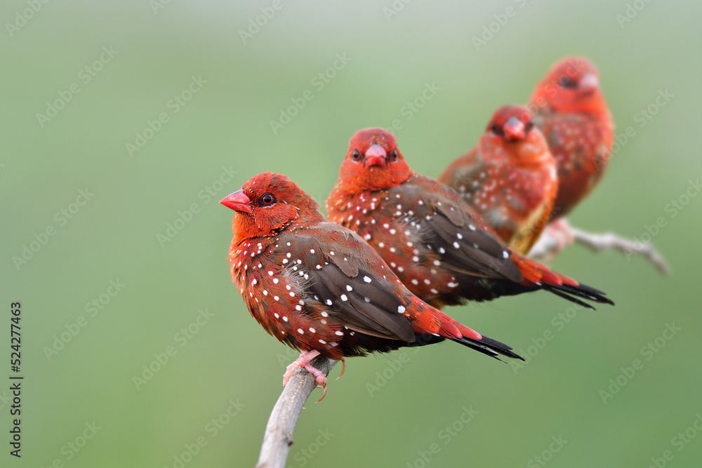 Flock of red avadavat or strawberry finch birds transparent into