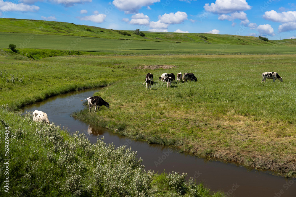 A herd of cattle grazing on a lush green meadow at a small creek during a heat wave in Rocky View County Alberta Canada.